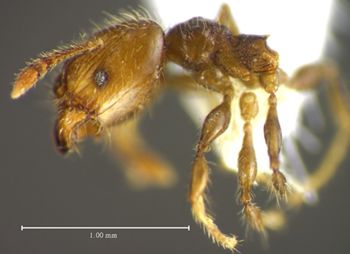 Media type: image;   Entomology 34413 Aspect: habitus lateral view